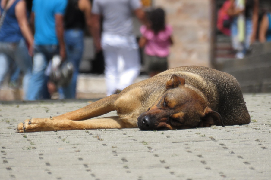 Palhoça lidera ranking estadual de maus-tratos à animais