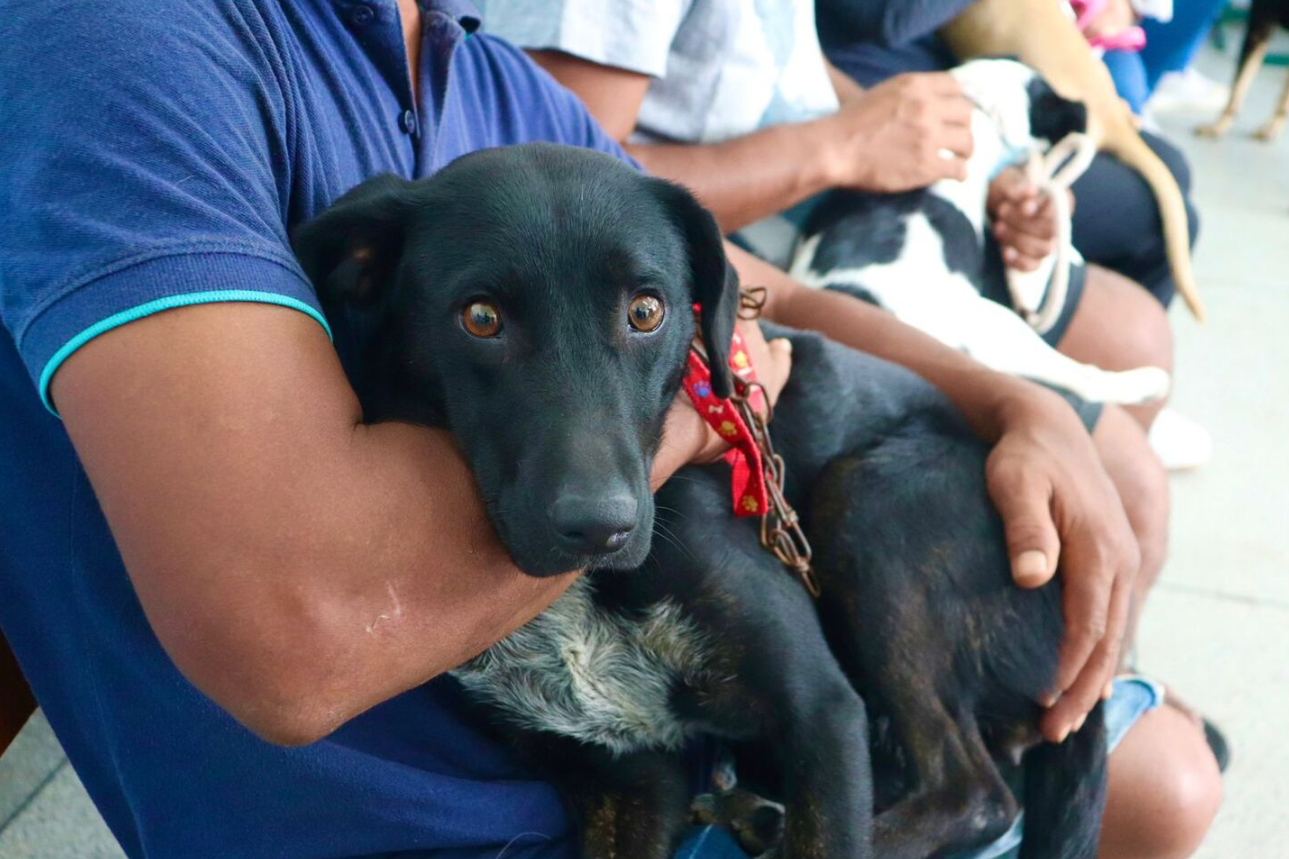 Restam poucas vagas para o maior mutirão de castração animal da história de São José